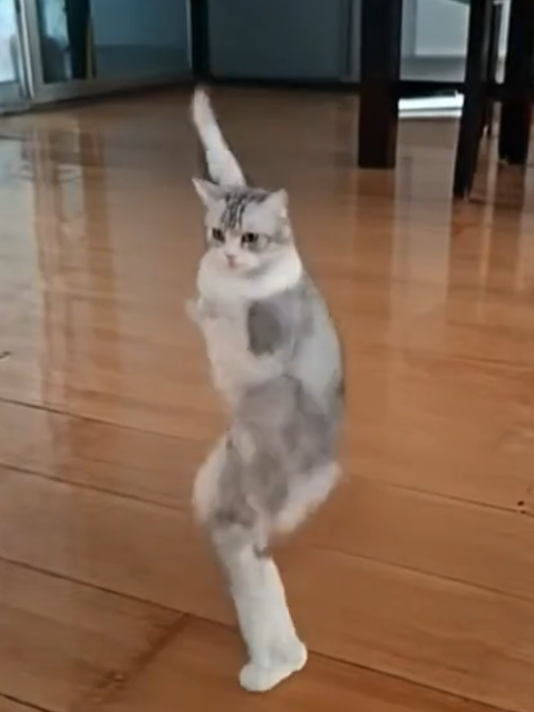 Napoleon cat classical performance 