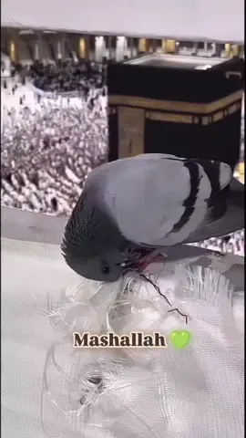#foryou #foryoupage #trending #fyp #maisha_islam_520❤️🤲🕋❤️ @TikTok @TikTok Bangladesh 