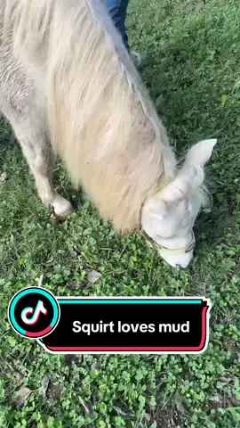 SQUIRT #horse #minihorse #farm #horsetok