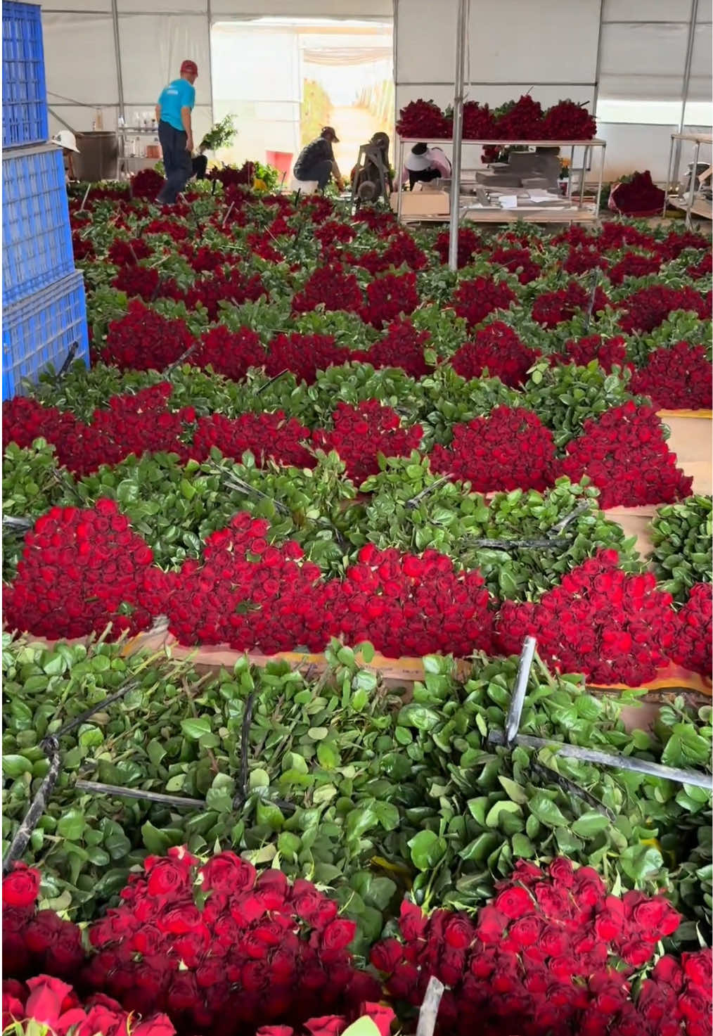 The plateau red roses from Yunnan, China are ready to be picked. Do you like them? #FlowerWholesale #FloristSupplier #BulkFlowers #WeddingFlowers #FlowerFarm  