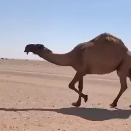 #لطامات_الجزيرة #عطايا_الله🐪 #العتيبي 