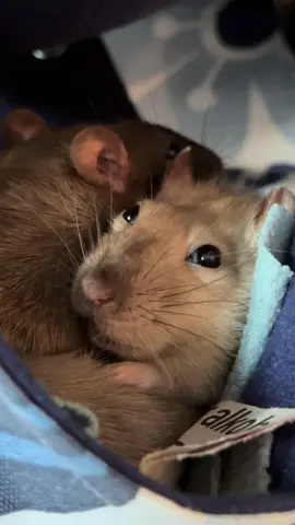 Molly and Bella💛🤎 #cuterats #happyrats #ratsoftiktok #petrats #ratties 