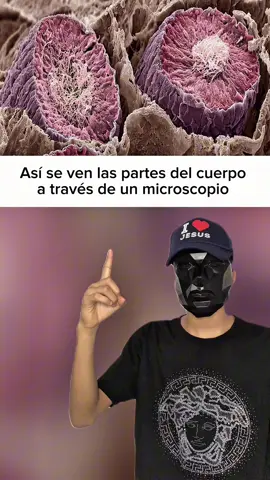 Así se ven las partes del cuerpo a través de microscopio 😱🤯 #SabiasQue #datoscuriosos #paratiiiiiiiiiiiiiiiiiiiiiiiiiiiiiii 