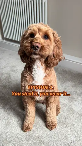Theft chic 😌 #fyp #dog #dogtok #youstealityouwearit #cockapoo 