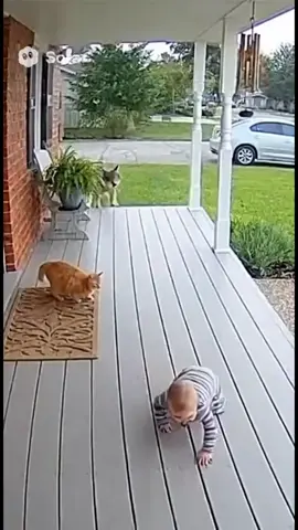 🐱🐶 “Unbelievable Cat & Dog Hero Moment Saving Baby from Wild Animal#cats #dogs #Sora2 #ai #fyp 