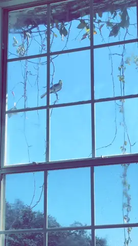 What in the calamity Jane is going on with this bird!? Help! Reflection? #fyppppppppppppppppppppppp #bird #crazybird #birdwatching #fyp 