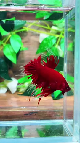 CROWNTAIL RED BUTTERFLY #fishkinianoffical #fishkinianstore #CapCut #cupang #foryou 