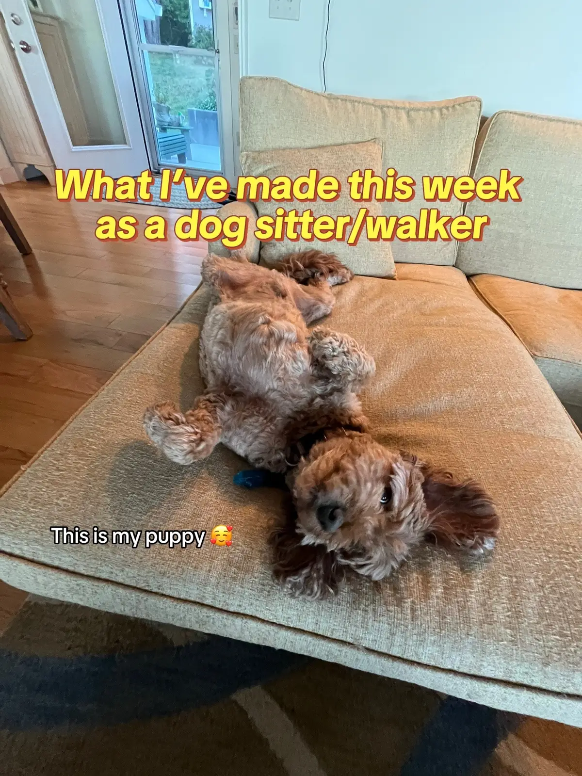 I love my dog sittings  #wag  #dogsitter #dogwalker #fyp #dogtok 