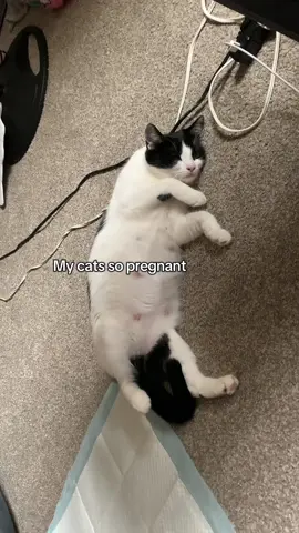 Getting her tubes tied asap 😭#fyp #kitty #kitten #pregnantcat 
