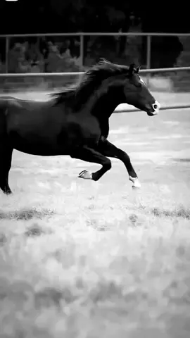 مًۡسَِـ(🍀)ـآء آلَۣخِـ(🌸)ـيَۡݛ #جمال_الخيل_العربية #followers➕ #ريلز🔥 #ترند_الخيل #عشق_الخيل 