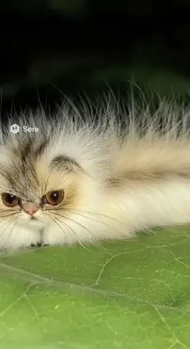 #котогусеница#сора#sora#CATerpillar 