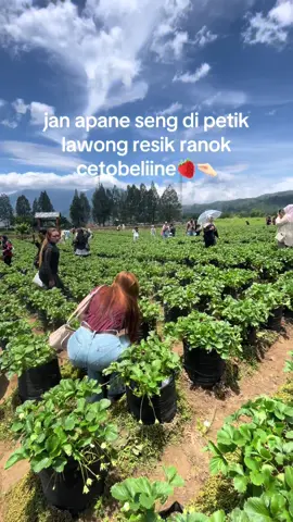 metik godonge ta🙂‍↔️#batu #strawberrybatumalang #batumalang 
