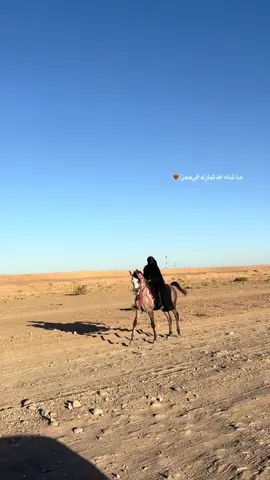 ما شاء الله 🤎 #خيل_وخياله🐎 #خيل #تبوك 