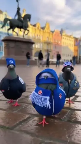 Nasi golubovi #zagreb #trgbanajelacica #golubovi #dinamozagreb 
