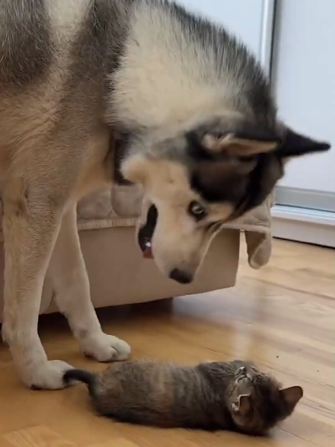 Husky Gets Challenged by a Fearless Kitten 😂 You Won’t Believe His Reaction! #KittenVsHusky #FunnyPets #TinyButMighty #CuteAnimals #HuskyTok #KittenTok #PetTok #DogAndCat #PetChallenge #AnimalComedy #FurryFriends #PetLovers #CuteVsFunny #CutenessOverload #PetBattle #ViralPets #FunnyAnimalMoments #WholesomePets #BraveKitten #EpicPetShowdown #Heartwarming #KittenLove