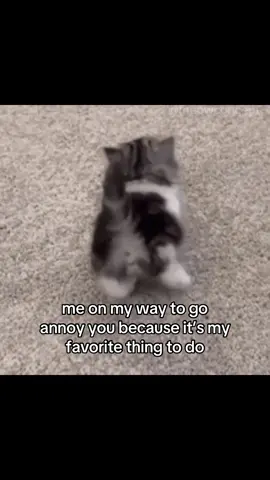 #cat #catslovers #catsoftiktok #ilovemybf #ilovemygf #couple #fyp #relatable 