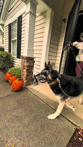 Rainy fall day walks in a cozie hoodie. #fall #cozy #germanshepherd #fallfashion #CapCut 