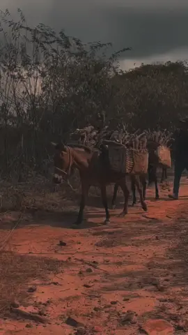 Saudades eu tenho é do meu nordeste  #nordeste