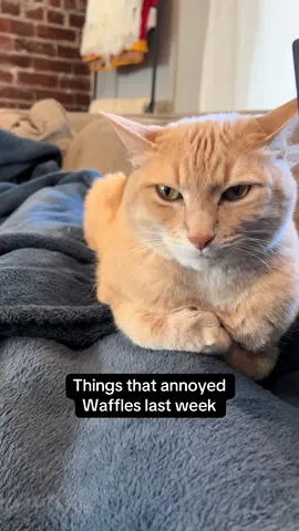 Last week, with Waffles #cats #annoyedcat #grumpycat #catsanddogs #pets 