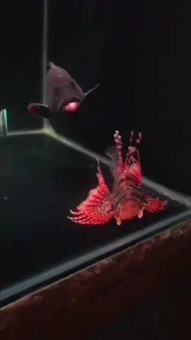 Eh ko salah kamaar ? #reeftanks #predatorfish #fyp 