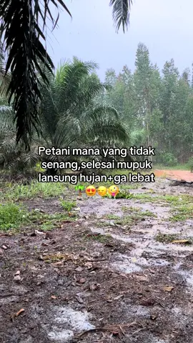Full senyum😆#sawitriau #petanimuda #anakpetani #mupuksawit #hujan🌧️ 
