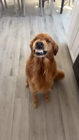 Hims the best boy  #fypシ゚ #foryoupage #viraltiktok #goldenretriever #smilingdog 