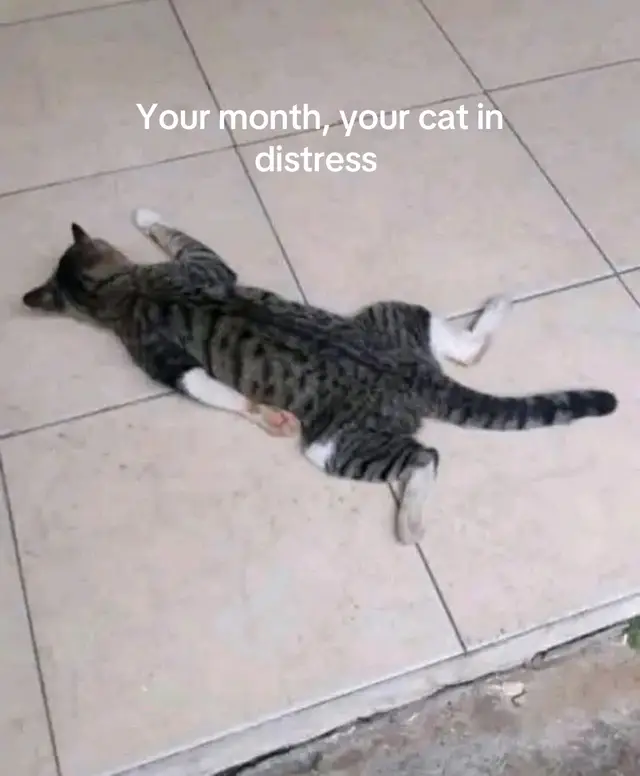 #cat #catsoftiktok #fyp #slideshow #foryou  Funny cat photos based on birthday month!