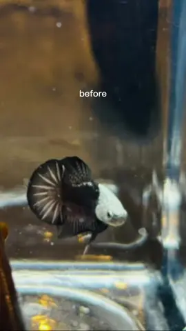 Bonsai Black samurai Full helmet BO 2,4 cm 🐧 Pc 1 event Tour de Java Harga bisa dm #bettafish #betta_lover #cupanghiasindonesia #bonsaibetta #bettafish_indo 