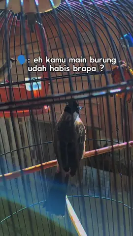 #CapCut  seng penting heppy #kicaumania#burung#kutilangmania#kicaumaniaindonesia