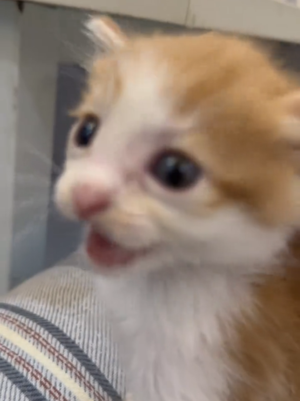 So cute #cutecat #pet #kucing #kitty #funny 