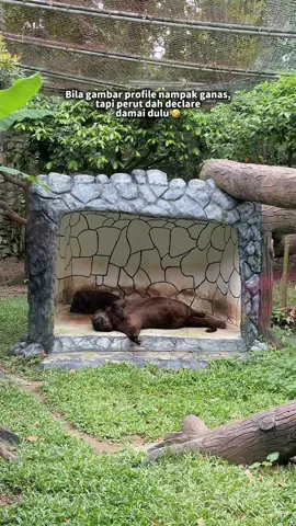 Indah khabar dari rupa😌mai tengah hari tengok dia terbongk4ng jelah weh🤣 #zoonegara #zoonegaramalaysia 