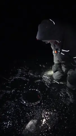 Big Walleye Through Thin Ice! 😎 #piscifun #icefishing #walleyefishing 