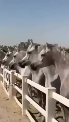 ماشاءالله #خيل_عربي_اصيل🐎🐎 #🤍 #الشتاء🎻🎼 #دومة_الجندل 🤍🥺