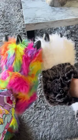 Cats been cats 🐈  . #catsoftiktok #catslovers #catsvideo #catsdoingthings 