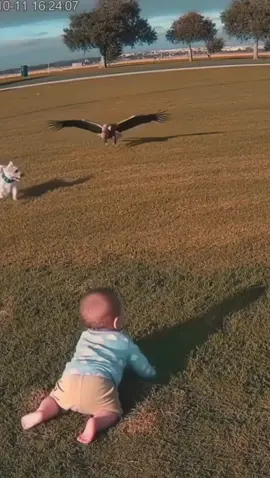 The big eagle tries to grab the child and fly away, but the loyal dog saves the situation #eagle #kind #dog#Love #save 
