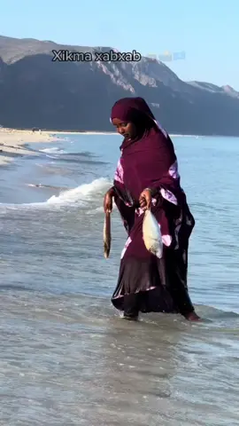 Bandar Murcanyo magaladeydii #xikmaxabxab #murcanyobarisomalia #somalitiktok #foryou #fyb #xabxab🍉 #foryoupage #tiktokviral #