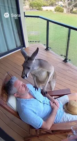 #寝起きドッキリ #cctv #animals #kangaroo 