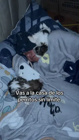 #fyp #shitzu                         Holis los perritos están en venta por lo que son shitzu raza pura, solo quedan disponible 2 machitos, uno más consentido que el otro así que por favor al privado solo escríbame personas que realmente los vayan a consentir 🥰