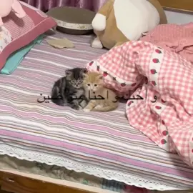 #دندن #pyppppppppppppp 