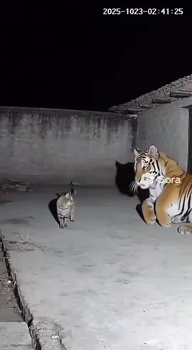 Cat vs tiger #xhtiktok #cat #tiger #foryou #fyp 