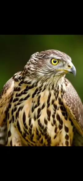 #احذر_الحر_تامر_البدوي  #fyp 