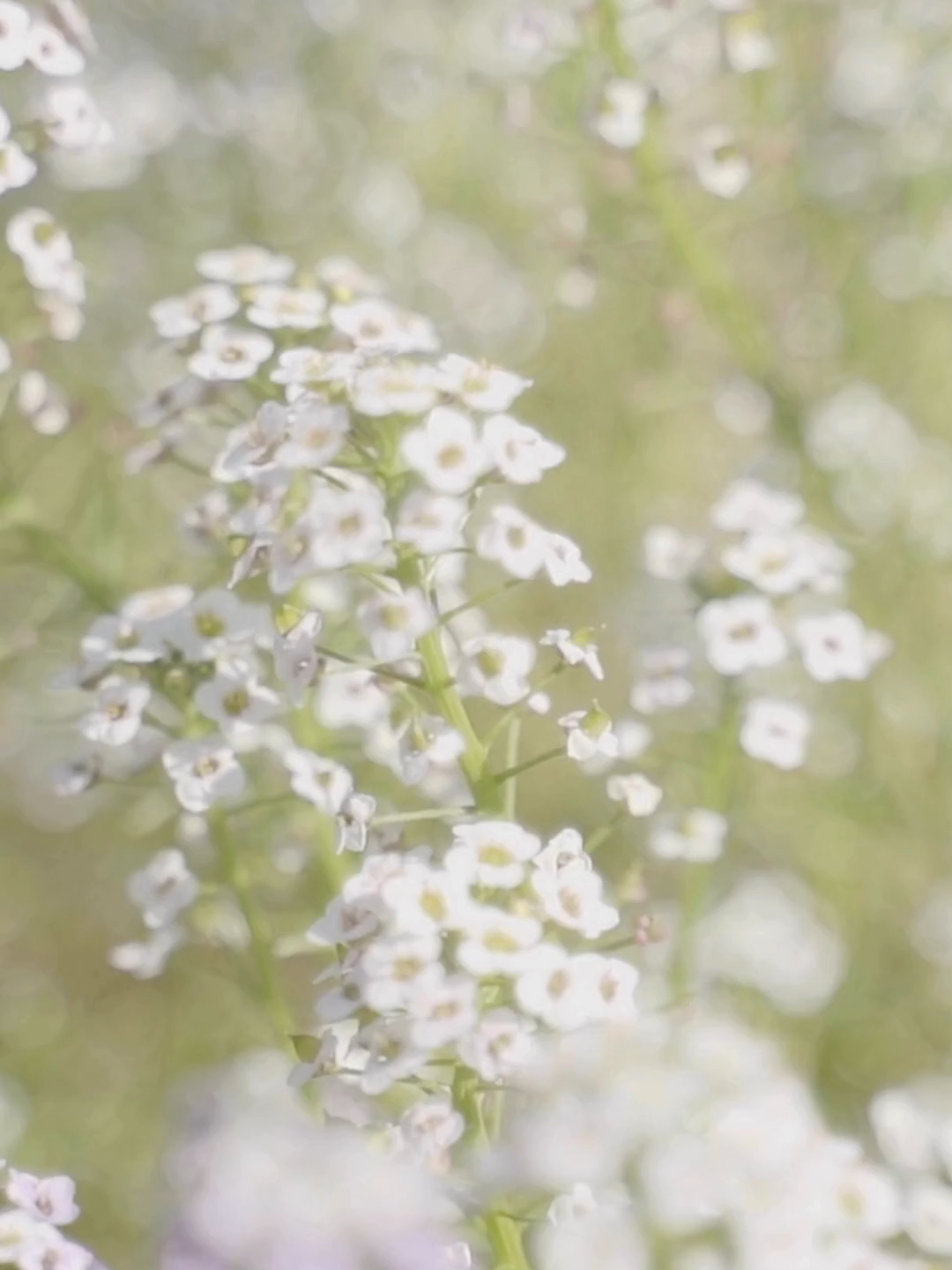 Cover de Caroline Costa, comment vivre sans toi. Une chanson remplis d'émotions. Vous en pensez quoi ? Si tu aimes cette vidéo, met un petit like pour m'encourager. Musicalement, Stéffie  #chanteuse #ceremonie #pourtoi #funeraire #enterrement #prestation #hommage #personnalisation #bretagne #35 #defunts #magie #dimanche #redon #baindebretagne #chant #music #musique #passion #professionnelle #fyp #tiktok #foryou #foryoupage #france #viralvideo #Love #trending #amour