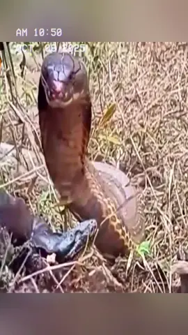 King cobra vs python. #fyp 