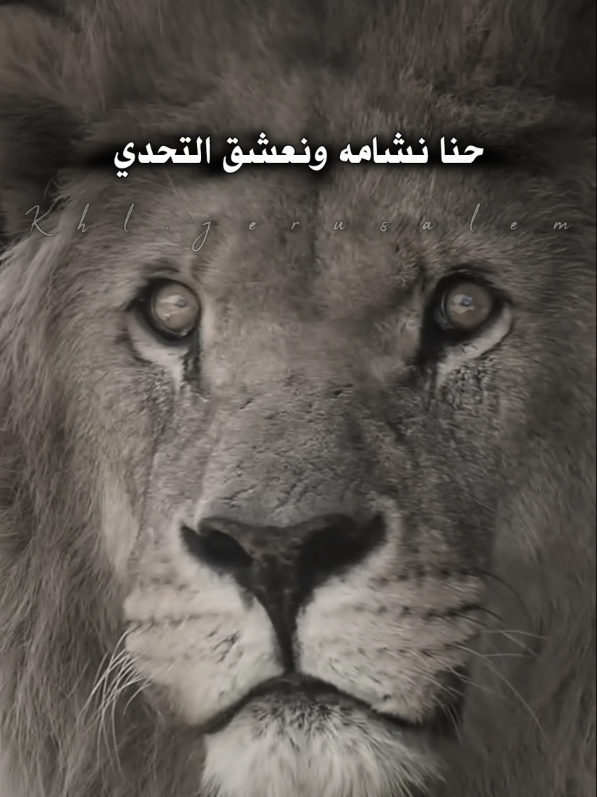#ستوريات #حالات_واتس #شعر #خواطر 
