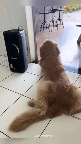 Dance to the beat #dog #dance #music #cute 