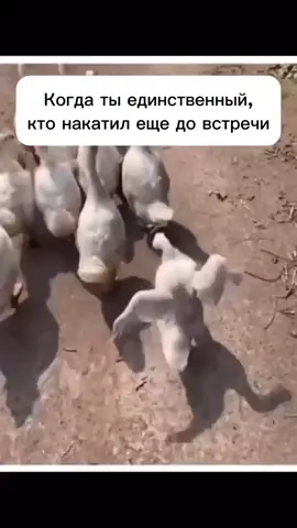 #юмор #настроение #приколы #ржач #смех 