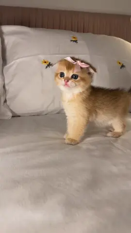 كراميل سكوتش فولد للبيع😋#viral ##fyp #explore 