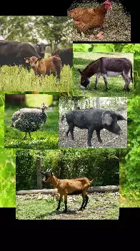 #vodouhaiti🇭🇹 #tiktokhaïtien🇭🇹🇭🇹❤❤❤ #tiktokayisyen #usa_tiktok #titokhaitienne🇭🇹🇭🇹 @Mister War @Tonimix🐊(validé 💯) 