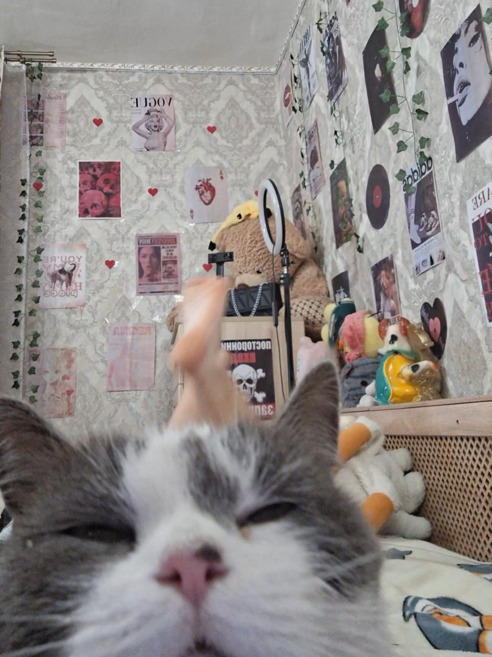 как отметить кошку #глобальныерекомендации #or #рекомендации #foryou #fyp #elbruso #кошка 