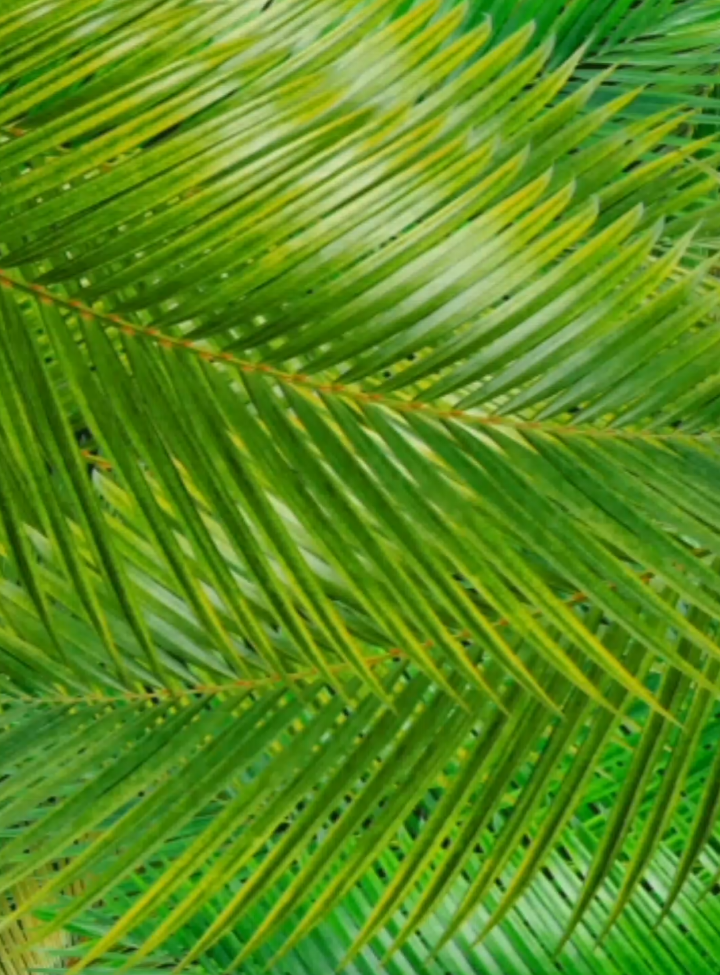 2026 সালে 18 ফেব্রুয়ারি আমাদের প্রথম রোজা কিগো মুসলমান ভাই-বোনেরা খুশি হয়ে থাকলে সুন্দর করে একটা কমেন্ট করে যাও#foryou #foryoupagе #বাংলায়_স্ট্যাটাস_সাকীব #ইসলামিক_ভিডিও_🤲🕋🤲 #ইসলামিক_স্ট্যাটাস 